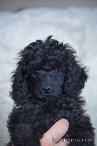 bébé chiot caniche disponible 
