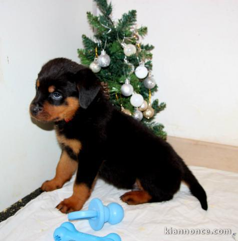 magnifique chiot rottweiler à donner 
