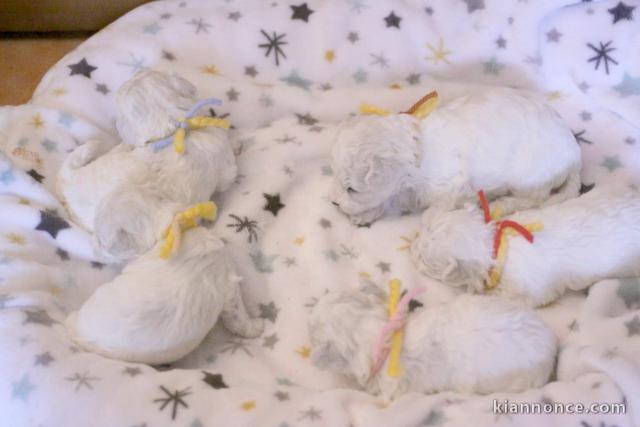 annonce chiot bichon frisé femelle et mâle 