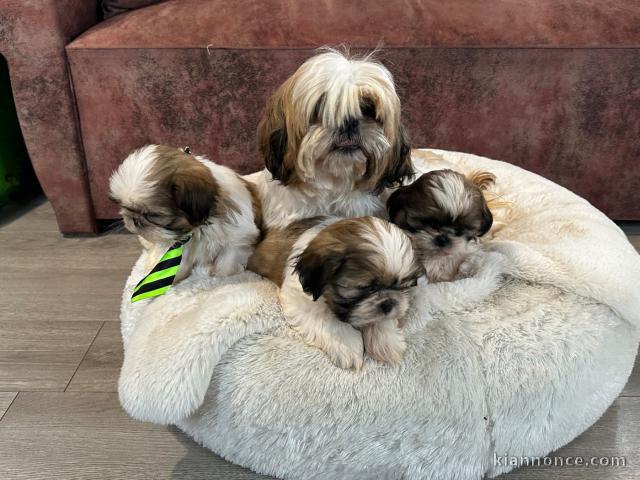 adoption chiot Shih Tzu 