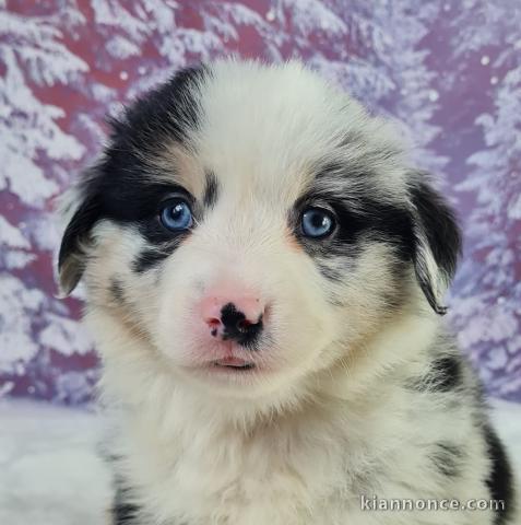 Magnifique chiot berger australien 