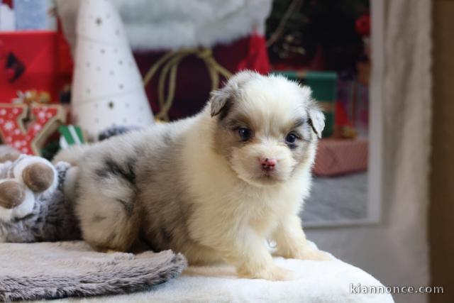 Magnifique chiot berger australien 