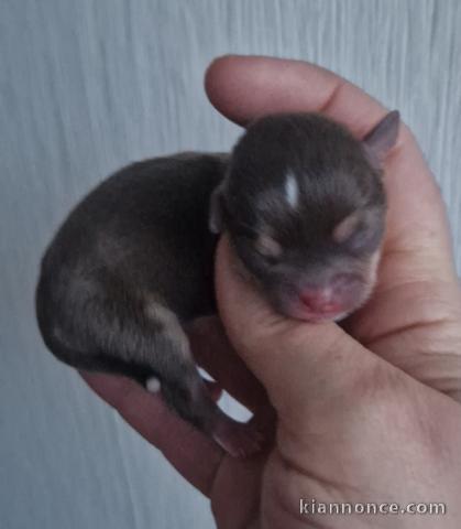 Chiot chihuahua adorable 