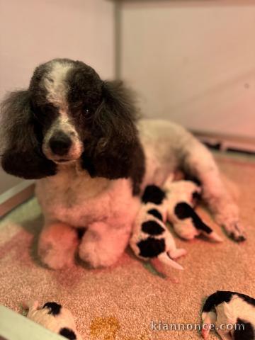 chiot caniche disponible 