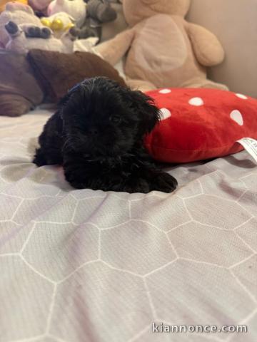 bébé chiot Shih Tzu a donner 