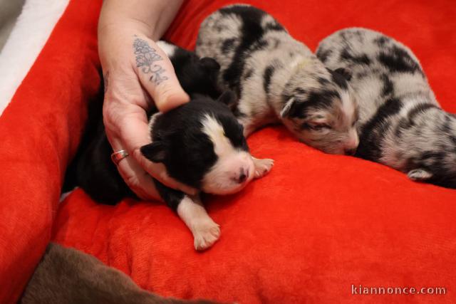 adorable chiot berger australien disponible 