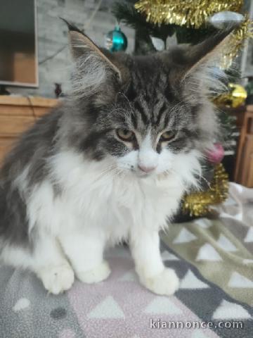 chaton Maine coon mâle a donner 