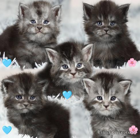 annonce chaton Maine coon 