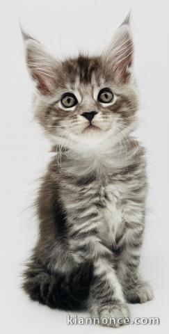 à adopter chaton maine coon 