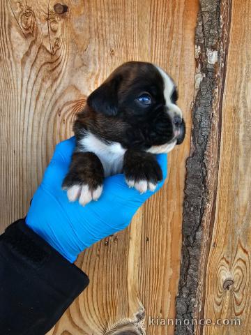 chiot boxer disponible adorable 