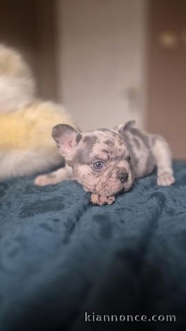 Chiots de bouledogue français – Merle et Choco