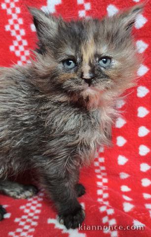 Magnifique chaton maine coon disponible 