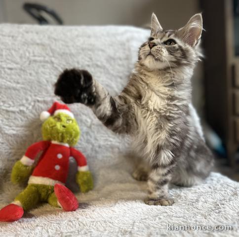 Magnifique chaton maine coon 