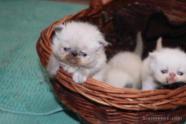 Magnifique chaton persan disponible 
