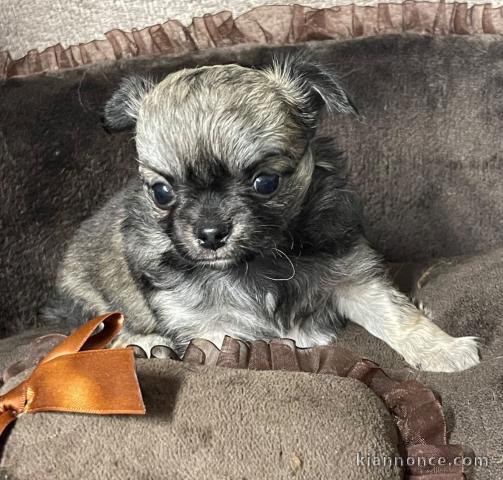 adorable chiot chihuahua femelle a donner 