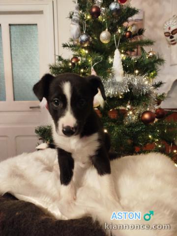 adorable chiot border collier 