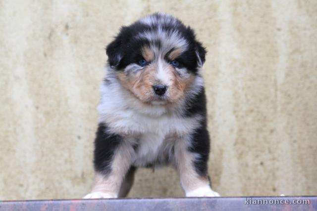 adorable chiot berger australien disponible 