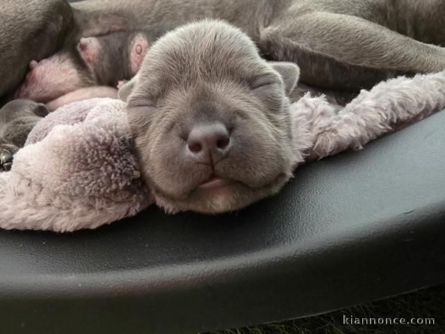 adorable chiot staffie disponible 