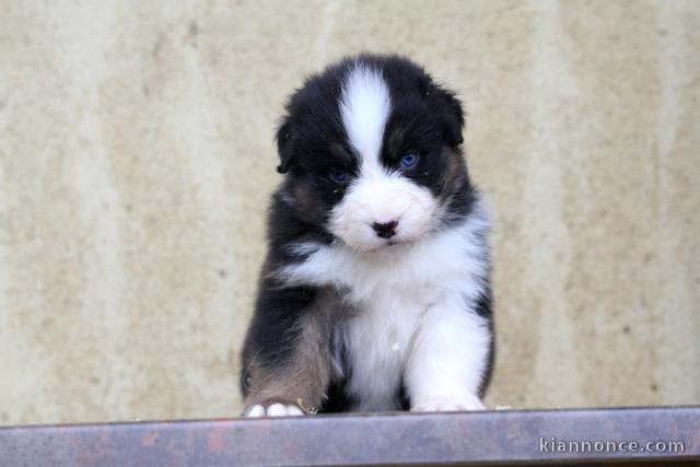 adorable chiot berger australien disponible 
