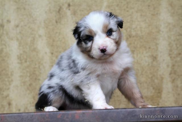 bébé chiot berger australien disponible 