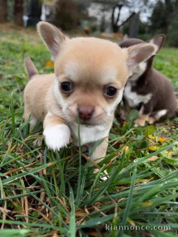 Adorable chiot chihuahua mâle 