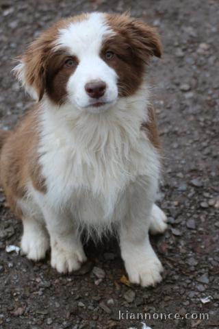 Adorable chiot border collier a donner 