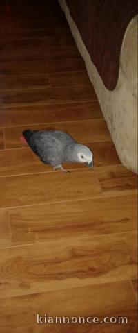 Magnifique perroquet gris du Gabon à donner 