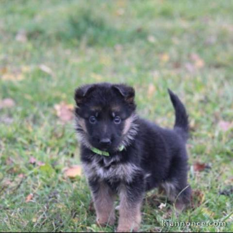 je donne des chiots berger allemand 