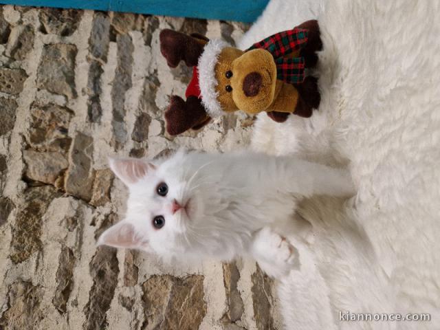 Adorable chaton Maine coon disponible 