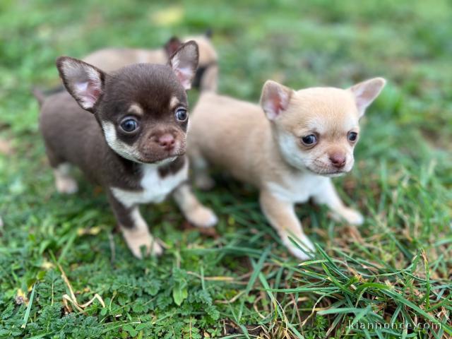 Adoption chiot chihuahua femelle a donner 