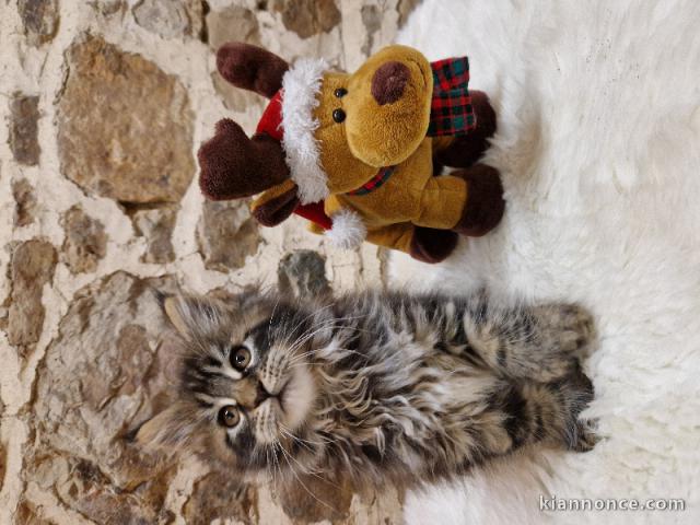 Chatons maine coon disponible 