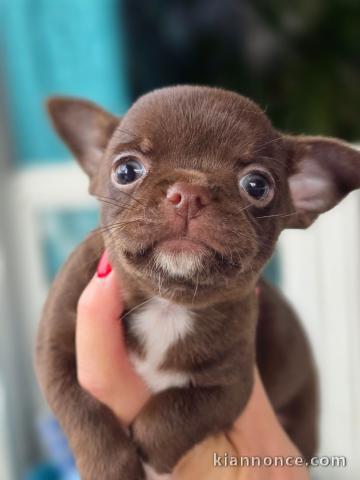 Magnifique chiot chihuahua disponible 