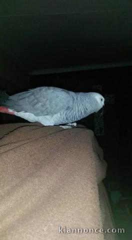 Perroquet gris du Gabon à adopter 