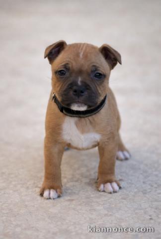 À adopter chiot staffie 
