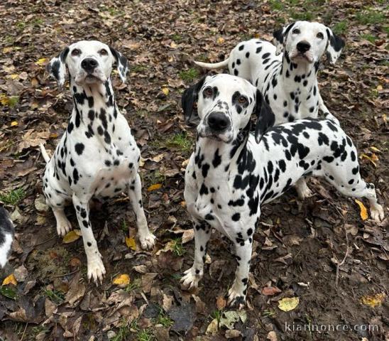 adoption chiot dalmatien magnifique 