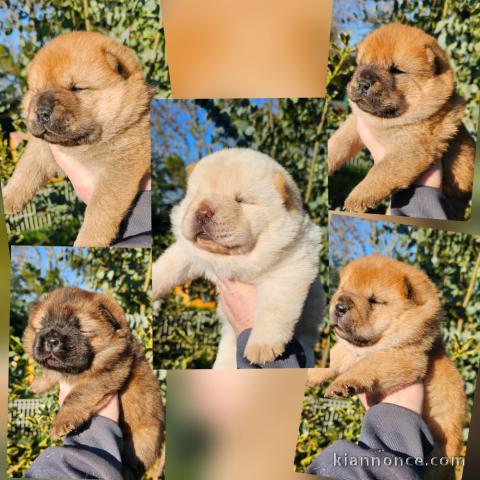 chiot chow chow disponible 
