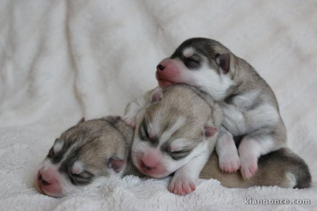 je donne des chiots husky sibérien 