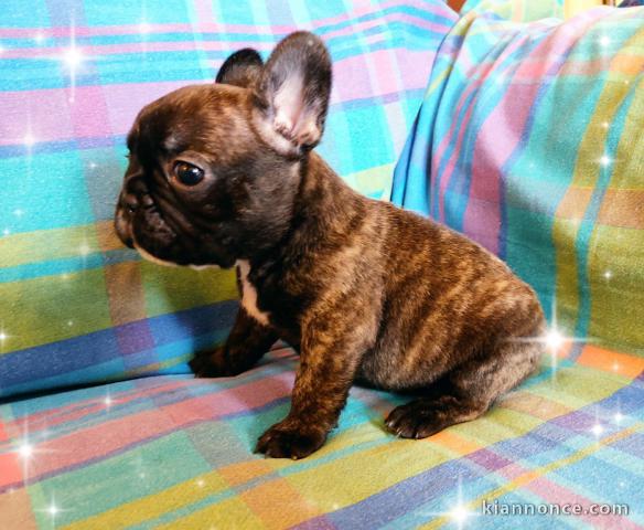 chiot bouledogue français disponible 