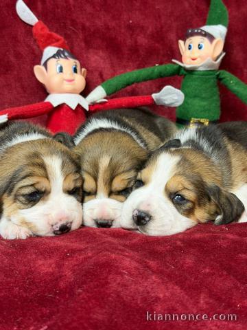 Dons chiot beagle disponible 