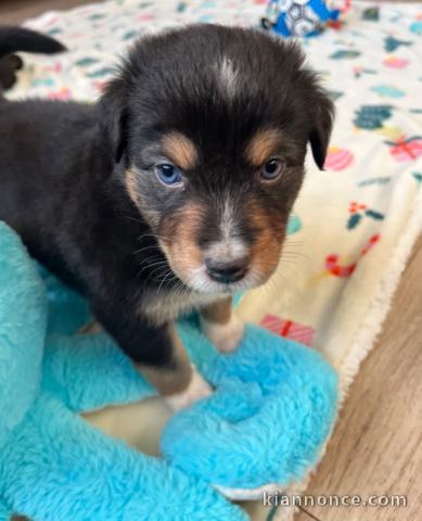 bébé chiot berger australien 
