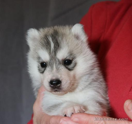 je donne chiot husky sibérien 