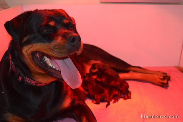 je donne des chiots rottweiler disponible 