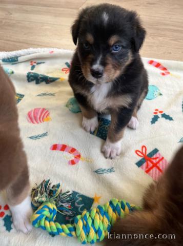 chiot berger australien à adopter 