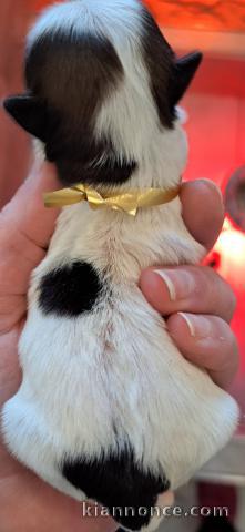 bébé chiot Shih Tzu a donner mâle 