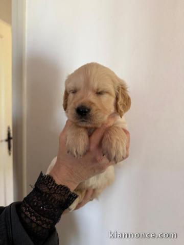 je donne chiot golden retriever mâle 