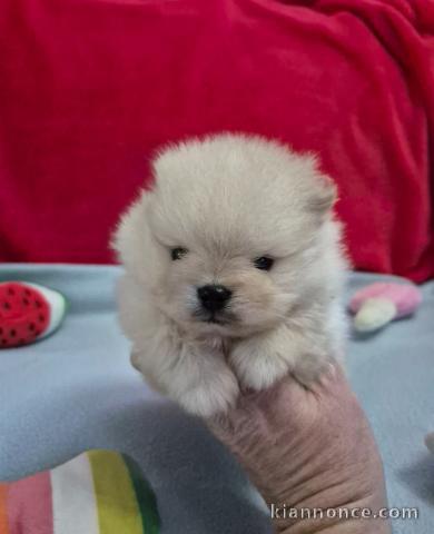 très beau chiot spitz allemand 