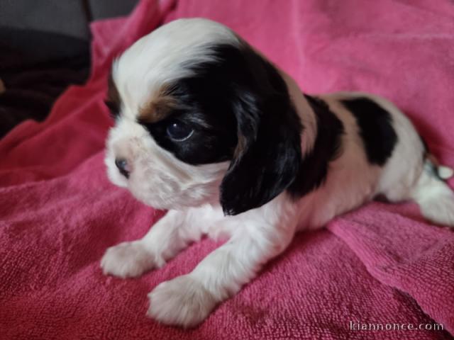 je donne chiot cavalier king charle femelle 