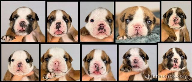 magnifique chiot bulldog anglais 