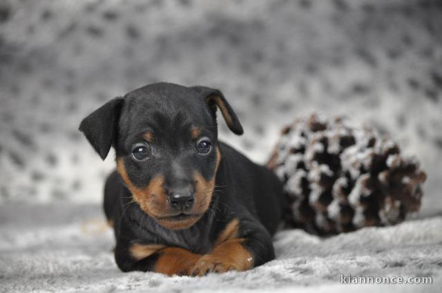 chiot pinscher nain disponible 