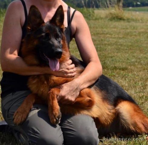 bébé chiot berger allemand disponible pour adoption 